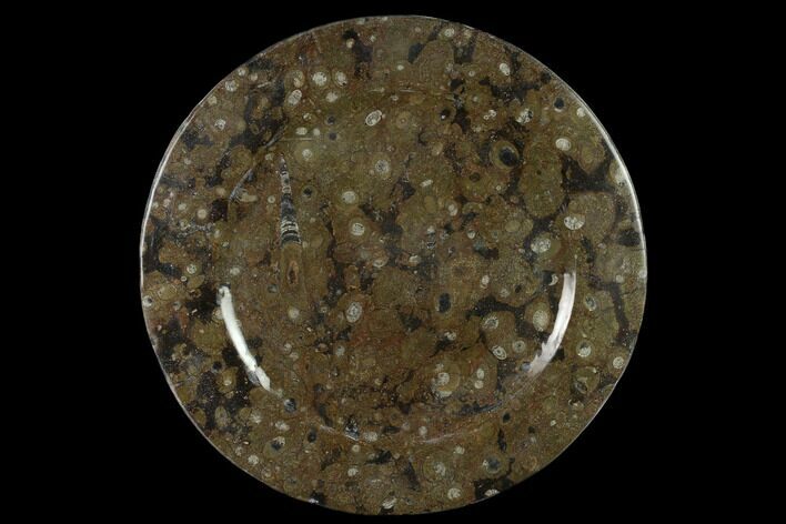 Fossil Orthoceras & Goniatite Round Plate - Stoneware #133560